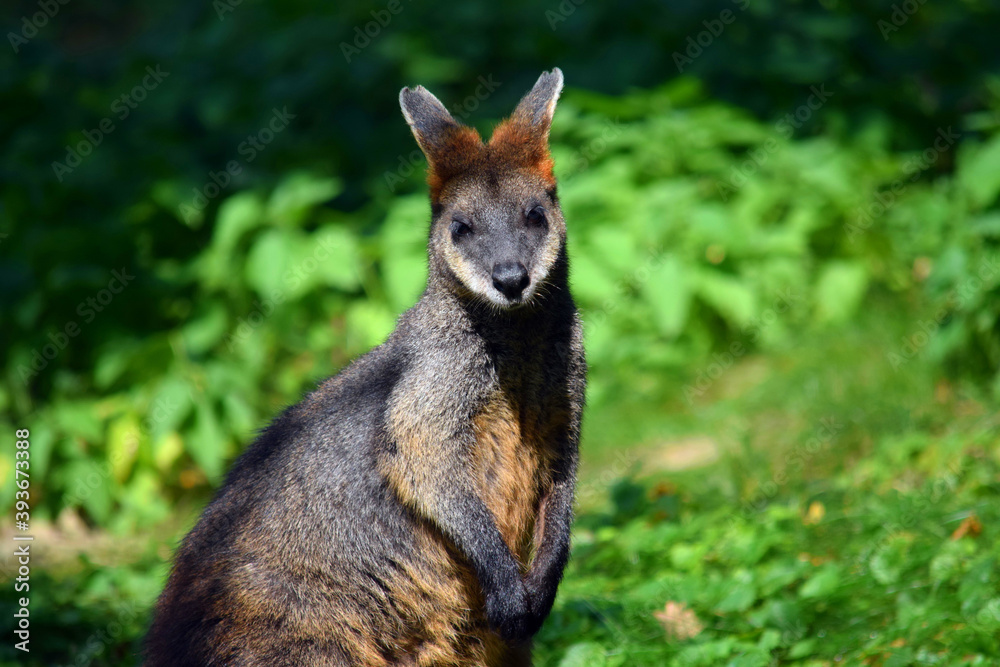 Cute Close Up of Kangaroo Wallabia Bicolor Watching