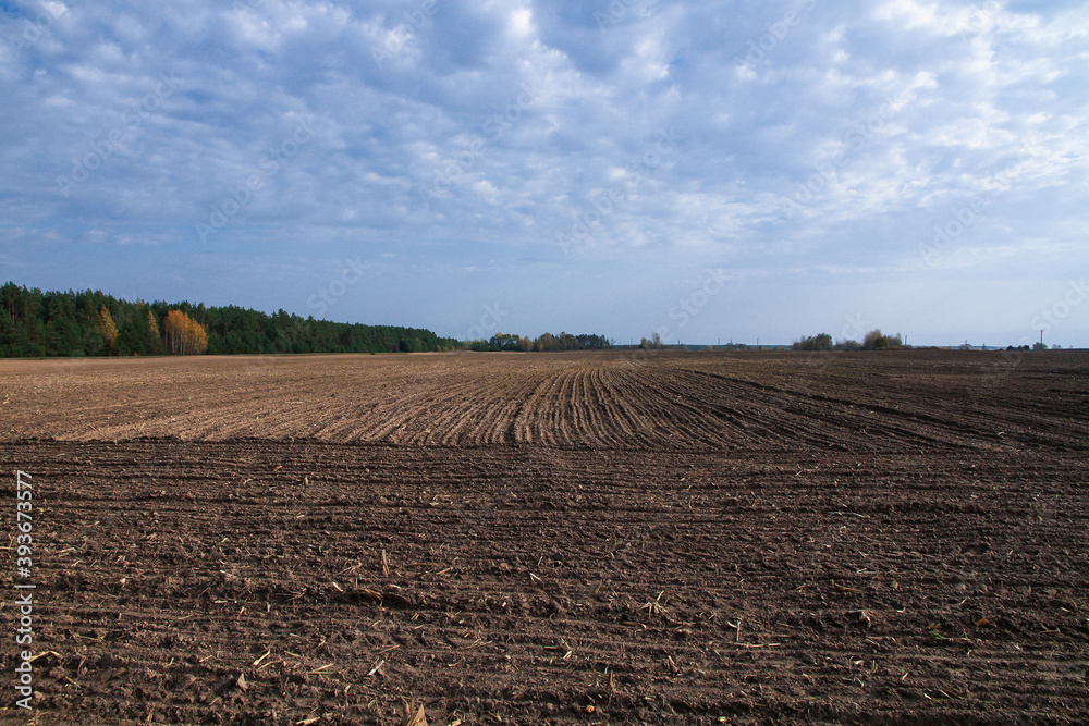 Plowed field in autumn for winter crops. Agricultural industry.