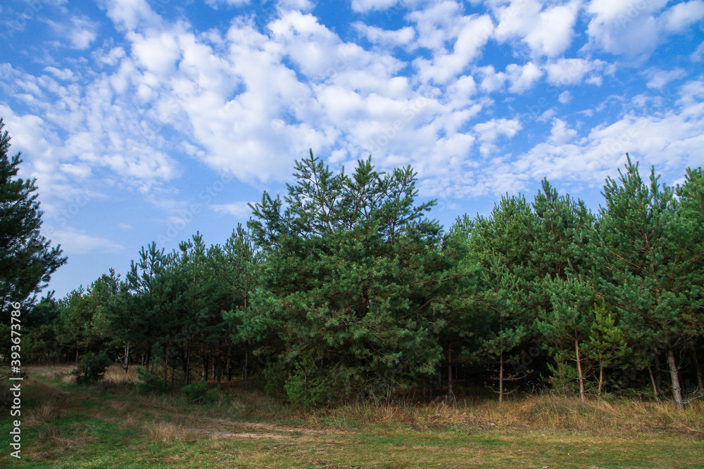 Country sand road for cars in the forest in summer. Road through a spruce and pine forest. Country sand road for cars in the forest in summer. Road through a spruce and pine forest.