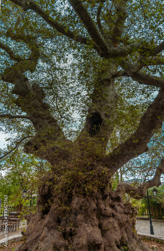 A giant plane tree (platanus, sycamore) at Krasi, one of the oldest and thickest trees in the world and listed as a national natural monumnt, Crete, Greece photo