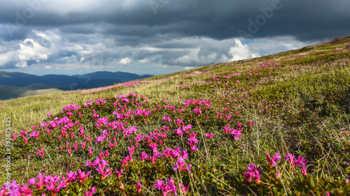 Panorama with an alpine grassland full of pink mountain rhododendron, under a sky full of stormy clouds. Capatanii Mountains, Ursu peak, Romania
