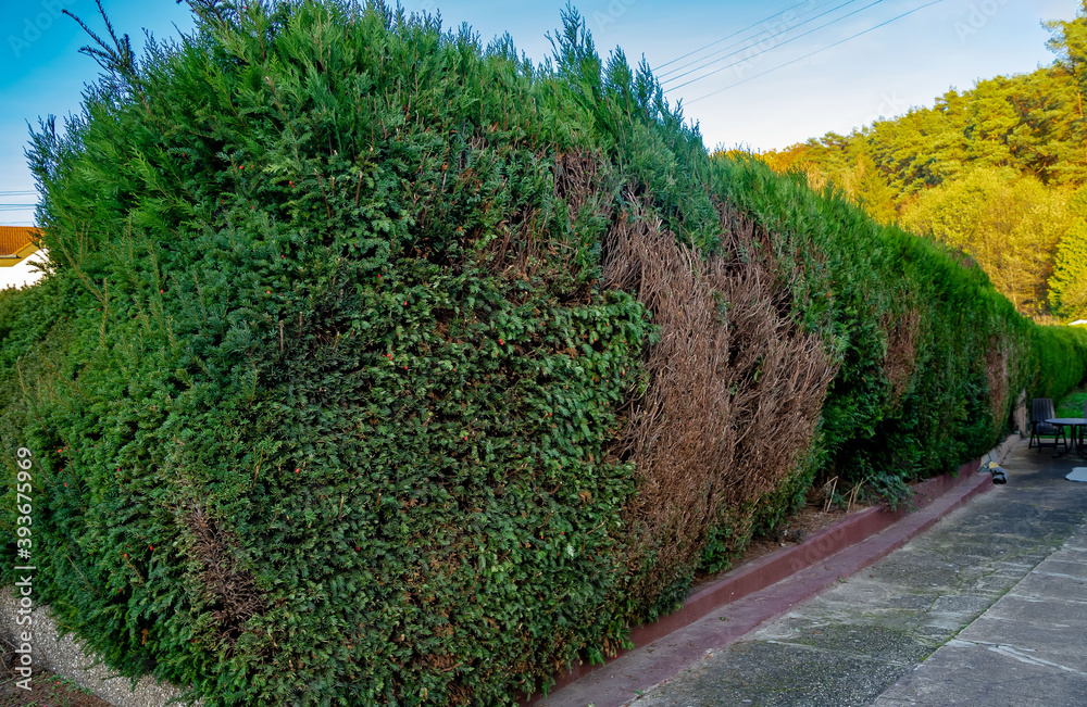 Hecke