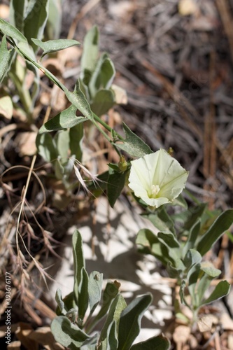 Solitary off white inflorescence of Chaparral Morning Glory, Calystegia Occidentalis, Convolvulaceae, native hermaphroditic herbaceous perennial, San Bernardino Mountains, Transverse Ranges, Summer.