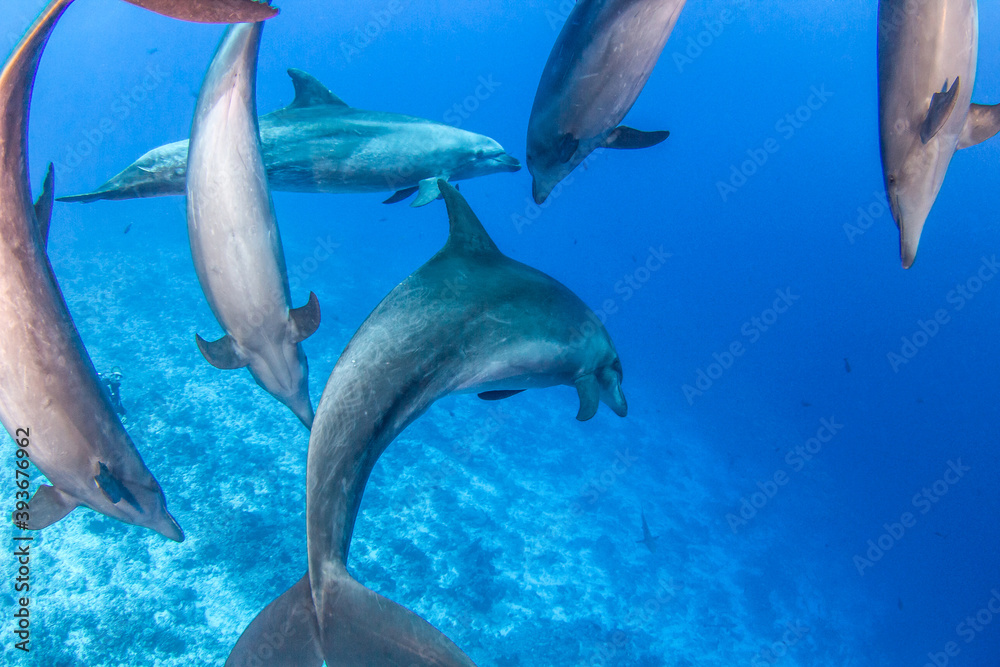 Obraz premium Dolphins underwater