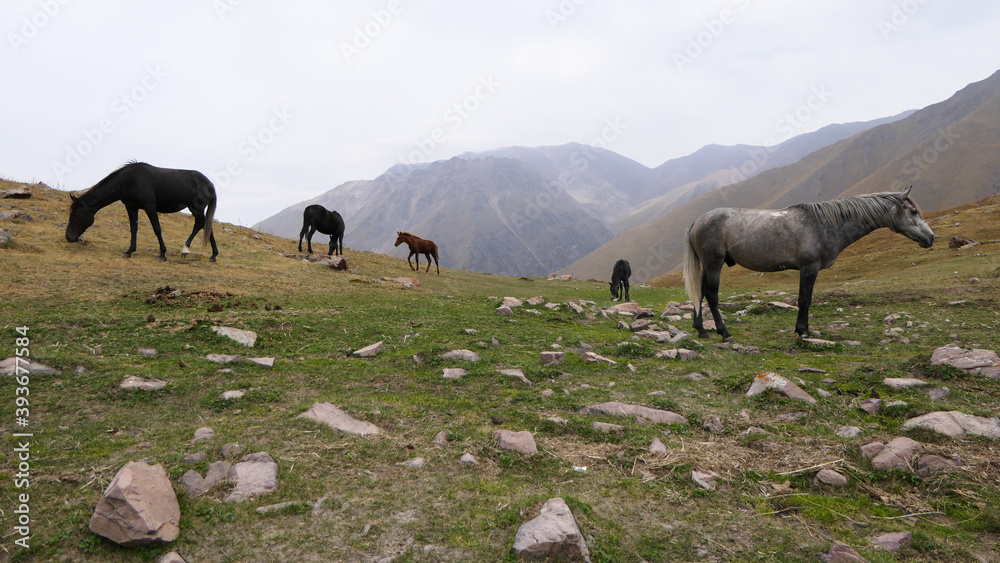 Naklejka premium Horses next to the turquoise Kol-Tor Lake, Kegeti gorge in the mountains of Kyrgyzstan