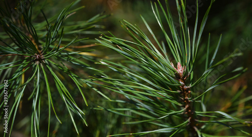 Closeup photo of green needle pine tree . Christmas tree
