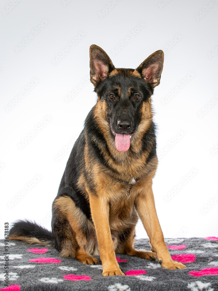 German shepherd dog portrait. Image taken in a studio.