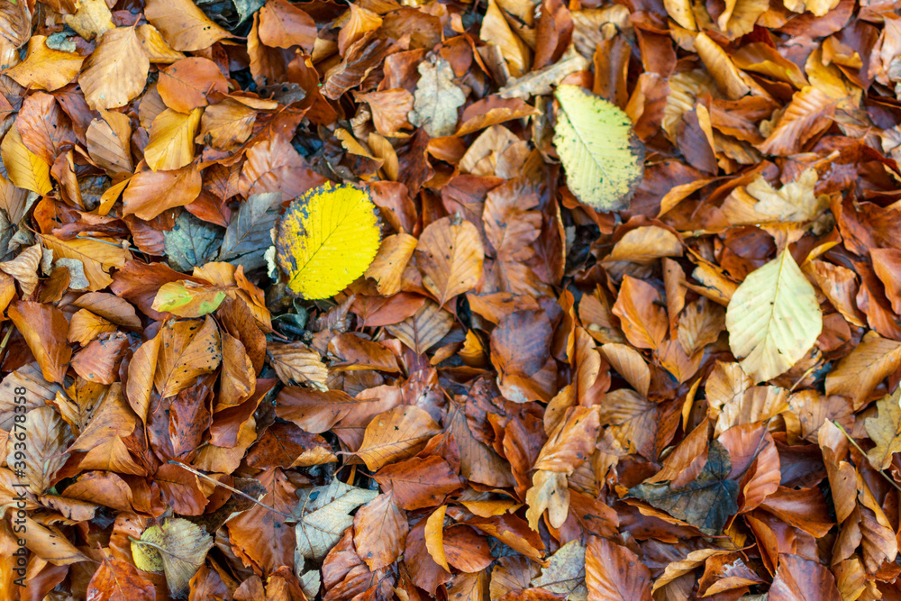 autumn leaves background