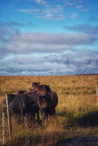 Horses in Hofsos, Iceland photo