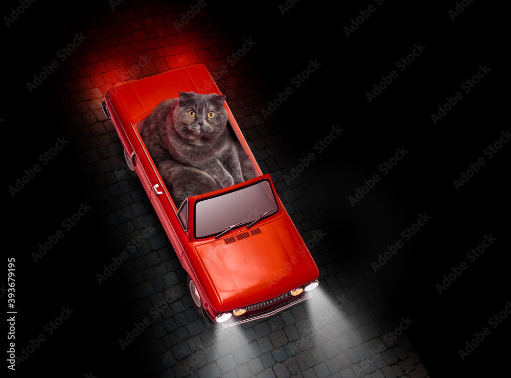 A beautiful funny image of a cat driving a red vintage roadster car ...