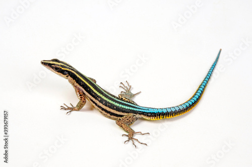 Sawtail lizard // Blaue Sägeschwanzeidechse (Holaspis guentheri) photo