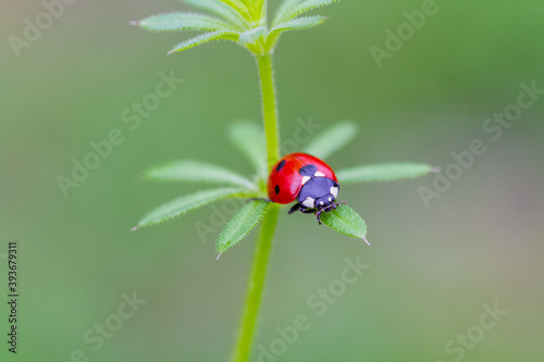 seven-spot ladybird on leaf in nature