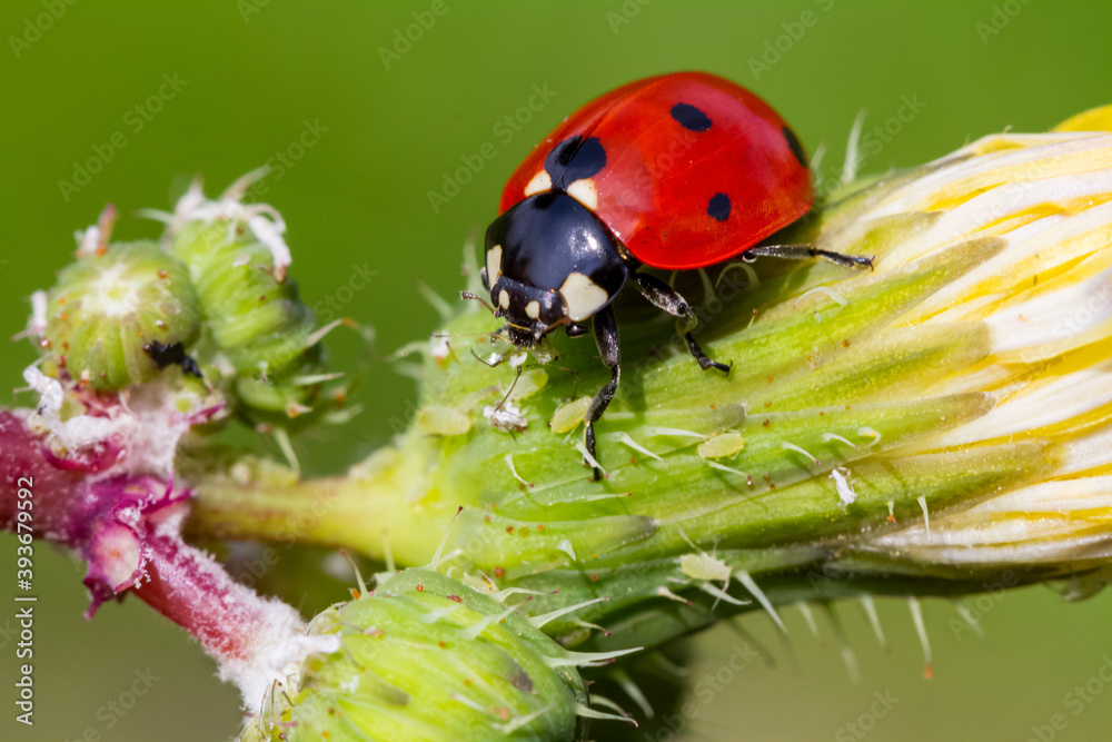 Fototapeta premium seven-spot ladybird on leaf in nature