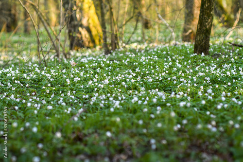 Meadow in the forest covered with blooming spring flowers, in warm sunset light. Selective focus. 
