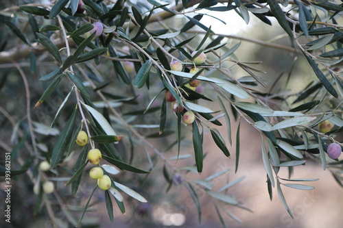 Olive tree with olives on its branches. healthy food 