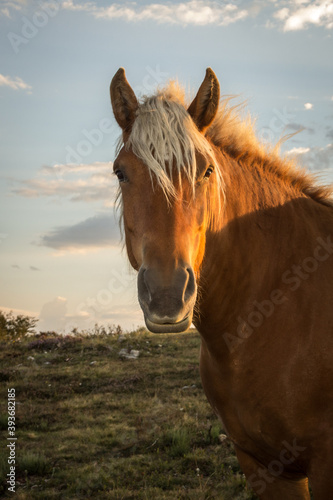 Portrait d'un cheval comtois dans une praire d'Ardèche au soleil couchant photo