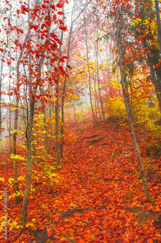 Beautiful colorful autumn forest  in cold foggy morning