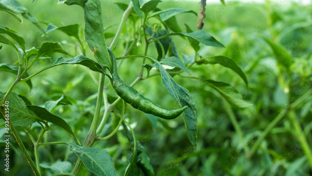 The chili pepper (also Red chile, chile pepper, green pepper, chilli pepper, green chilly, or chilli). Chilli seed plant field of Bangladesh. The chili pepper (also Red chile, chile pepper, green pepper, chilli pepper, green chilly, or chilli). Chilli seed plant field of Bangladesh.
