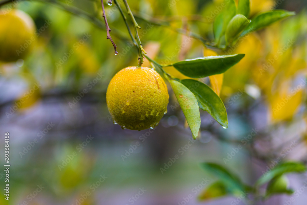A newly grown orange soaked in the rain