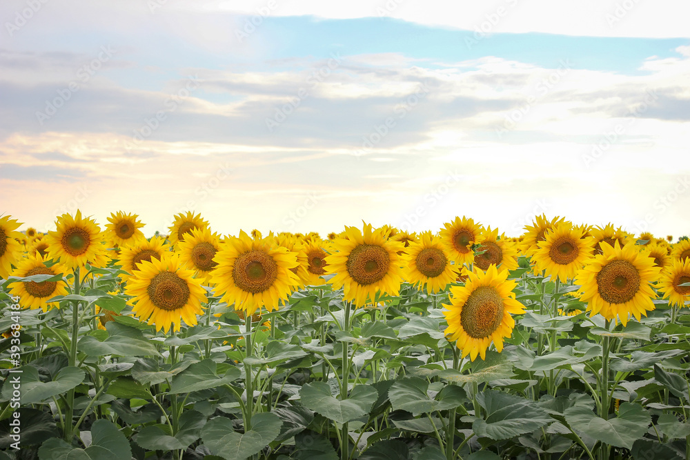 Fototapeta premium Sunflowers background in the evening gentle sun