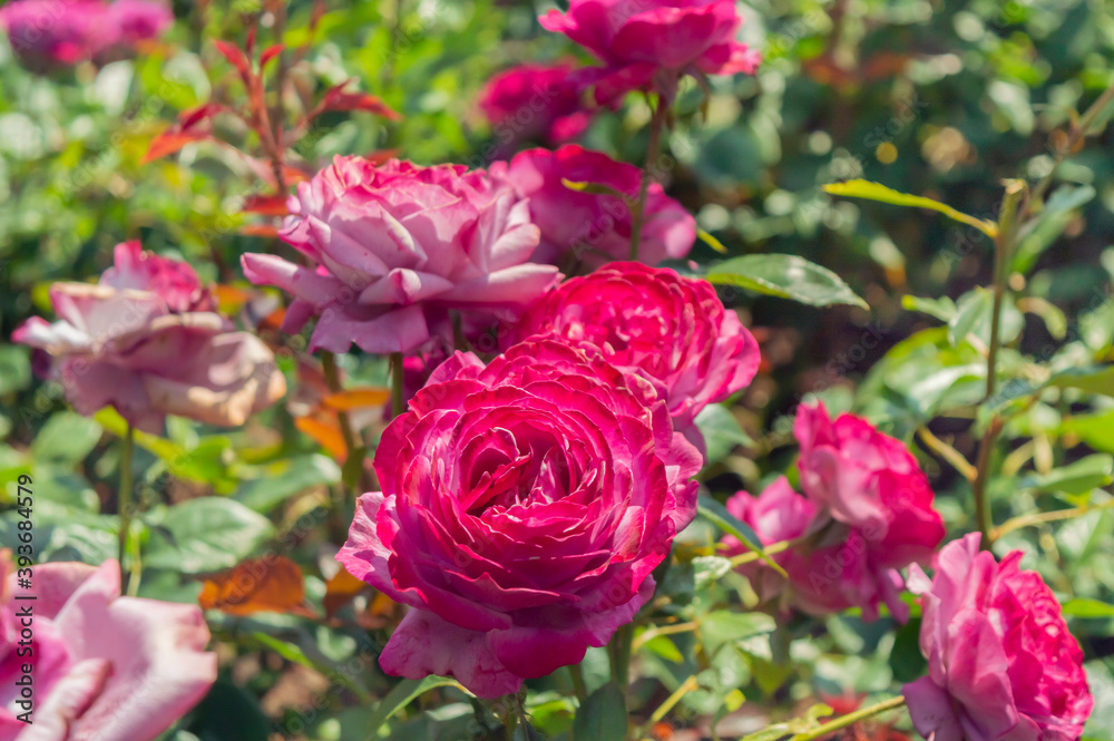 Pink red roses in the park garden Pink red roses in the park garden