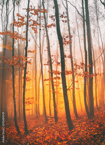 Beautiful colorful autumn forest, fantasy moody forest trees in cold foggy morning.