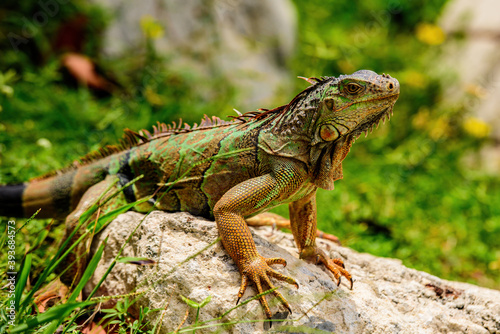 And in the subfamily Iguanidae. Green iguana  also known as the American iguana  herbivorous species of lizard of the genus Iguana.