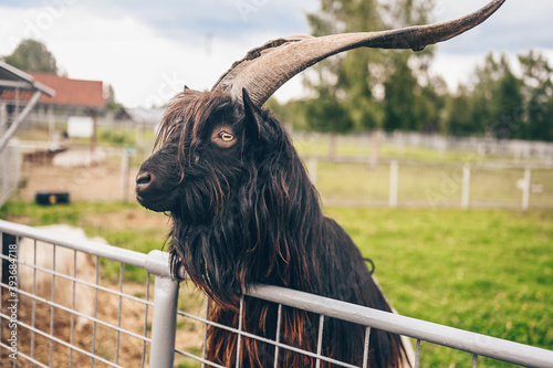 Funny close up photo of Black hairy goat in zoo. The Valais Blackneck is a breed of domestic goat from the canton of Valais, in southern Switzerland, and neighbouring areas of northern Italy photo