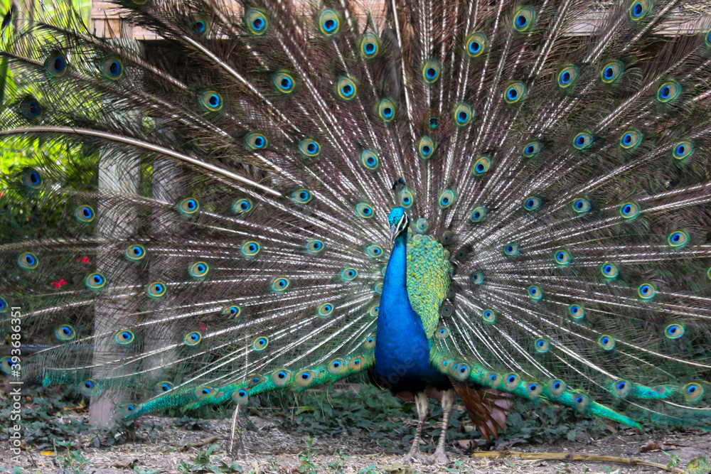 Obraz premium Peacock with feathers in nature