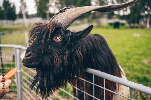 Funny close up photo of Black hairy goat in zoo eating carrots from the hands of visitors. The Valais Blackneck is a breed of domestic goat from the canton of Valais, in southern Switzerland photo