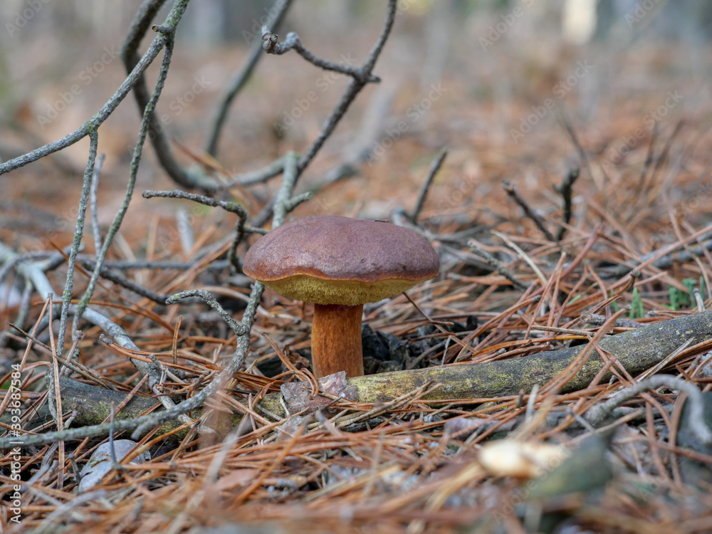 grzyb-rosn-cy-w-lesie-jadalny-podgrzybek-brunatny-stock-photo