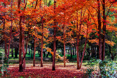 Autumn landscape of red leaves in Nanhu Park  Changchun  China