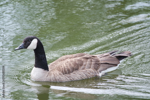 goose swimming