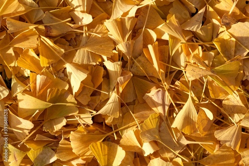 Yellow ginkgo leaves