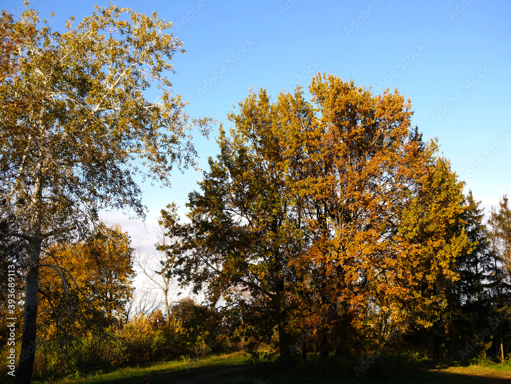 Fototapeta premium Nature and city in autumn colors