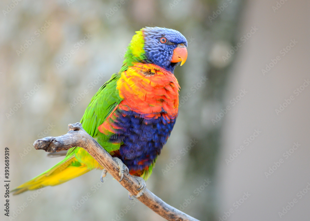 The rainbow lorikeet