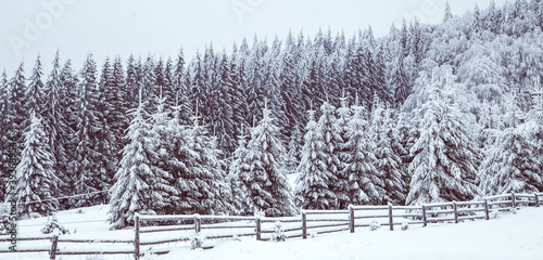Winter wonderland snow on fir tree forest © 2207918