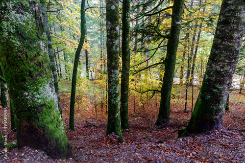 Beeches in autumn in the Irati forest, Navarra, Spain.