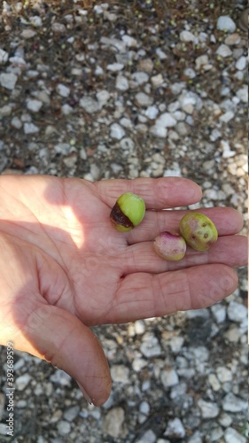 Damaged or diseased olives. isolated in farmer's hand 