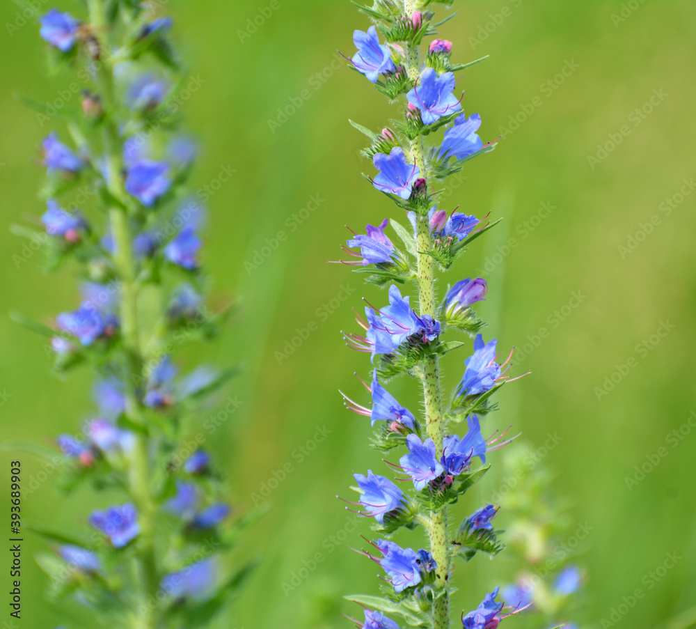 Obraz premium In the field among the herbs bloom Echium vulgare