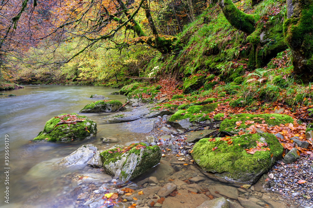 Obraz premium Beeches in autumn in the Irati forest, Navarra, Spain.