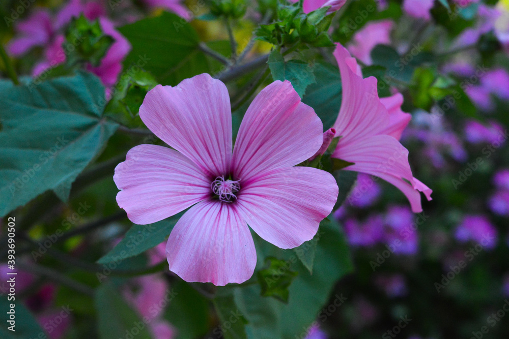 FLOWERS FLOWERS