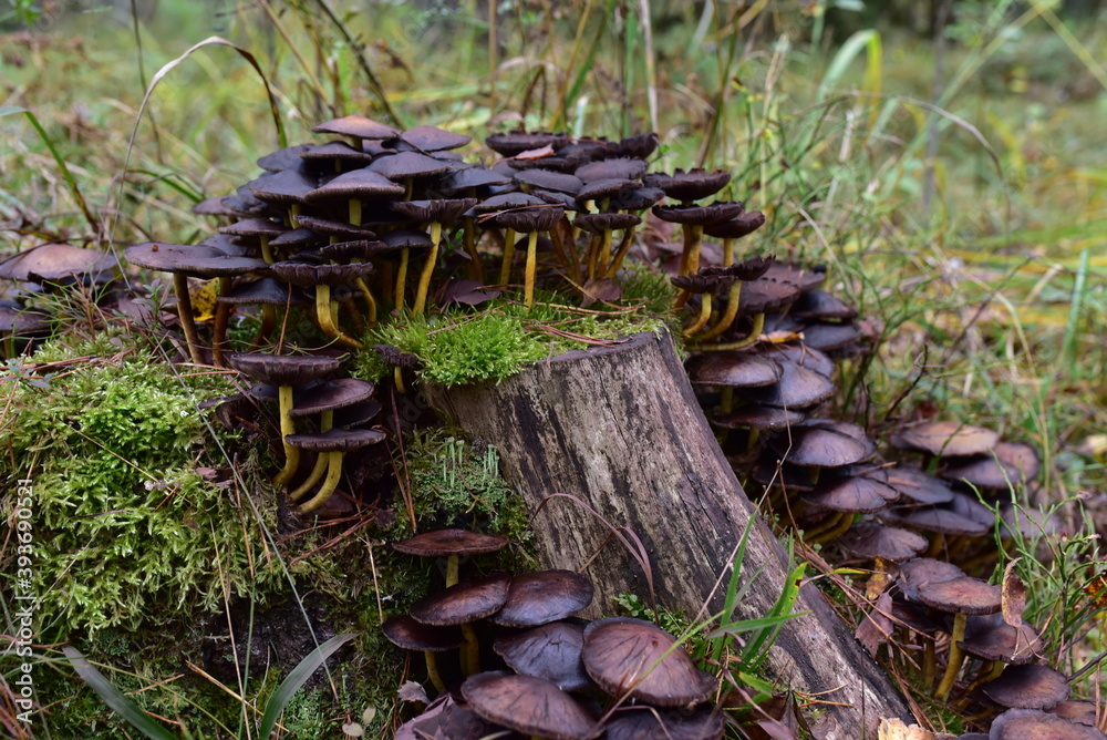 Many dangerous inedible mushrooms grow on a tree stump in a forest. Poisonous mushrooms, hazardous to health. Many dangerous inedible mushrooms grow on a tree stump in a forest. Poisonous mushrooms, hazardous to health.