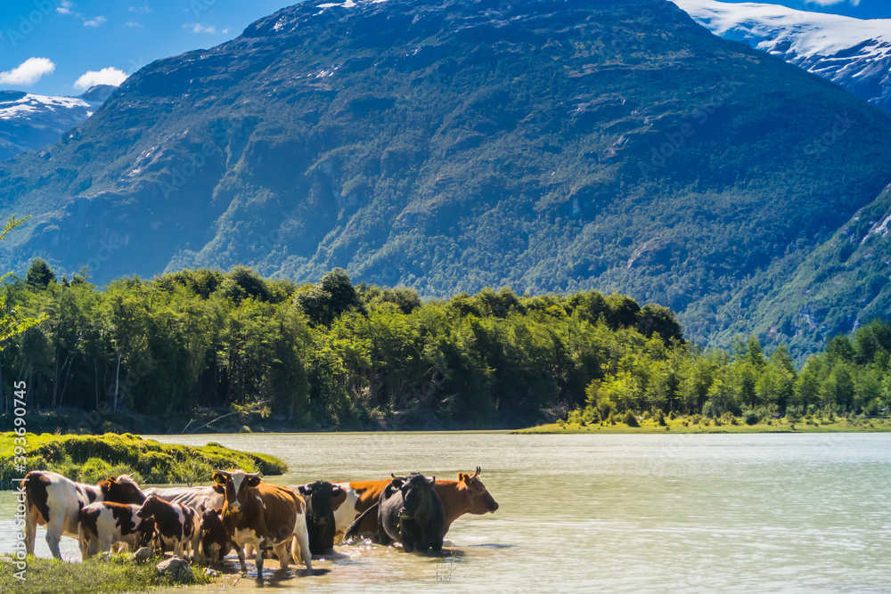 Flock of cows crossing the Baker river. Carretera Austral, Patagonia - Chile. Flock of cows crossing the Baker river. Carretera Austral, Patagonia - Chile.