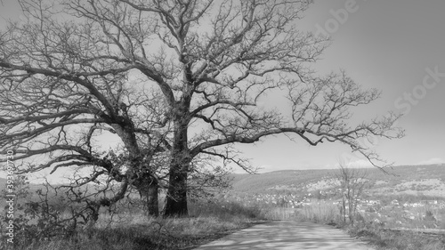Black and white scene of tree and road.
