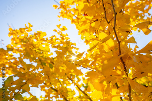 Herbstblätter