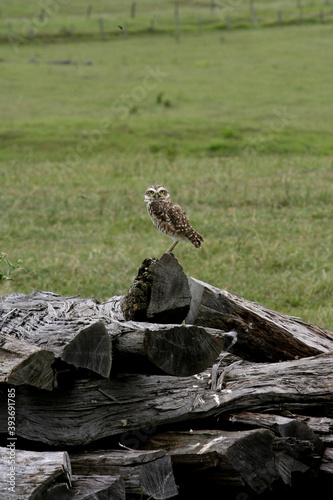 owl is seen on a farm in the rural area of the mini-Itaipio do Colonia (itaju do colonia, bahia / brazil - january 4, 2012). photo