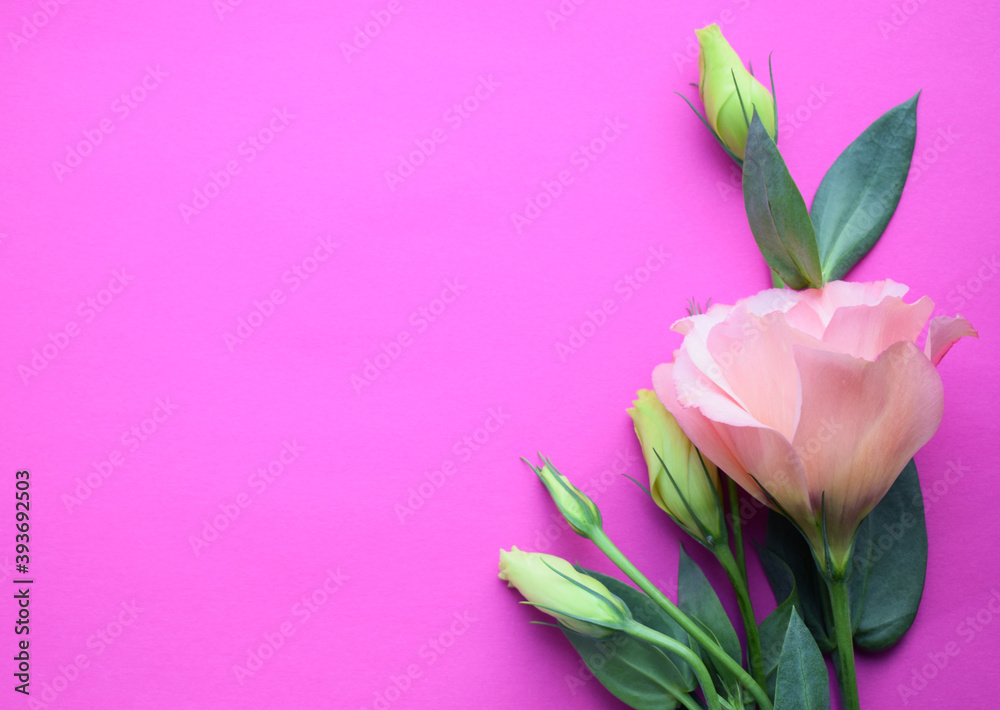 Pink and white lisianthus (eustoma) flowers on a pink background,copy space