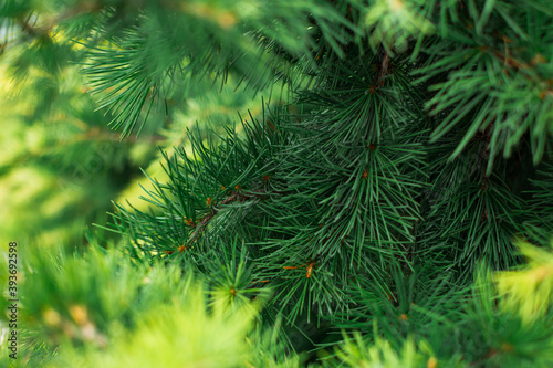 Background of spruce branches close-up. Closeup of the needles of a pine tree. Abstract bright green natural background. Winter, holiday and New year concept. Selective focus. Copy space