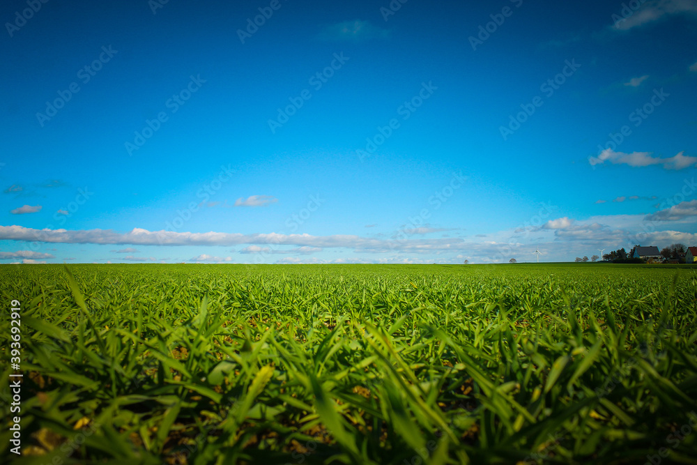 Grass on a green meadow Grass on a green meadow